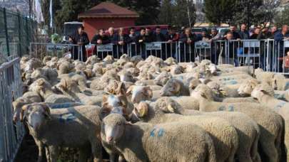  Çiftçilere Hibeli Olarak Koç ve Teke Dağıtılıyor