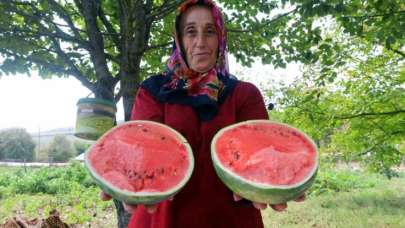 Kocaeli'de Üreticilere Karpuz Tohum Desteği Veriliyor