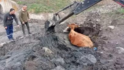 Bolu'da İnekler Çamura Saplandı. Kepçe Yardımı ile Kurtarıldılar...