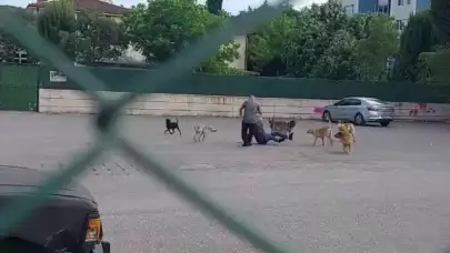 İzmit'te Sokak Ortasında 10 Köpeğin Saldırısına Uğradı...