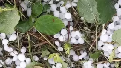 Sakarya'da dolu Tarlalara Zarar Verdi...