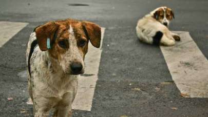 Özgür Özel Sert Çıkıştı…’ Sokak Köpeklerini Hadi Uyut da Görelim!’