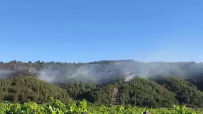 Sakarya’da Ormanlık Alanda Yangın