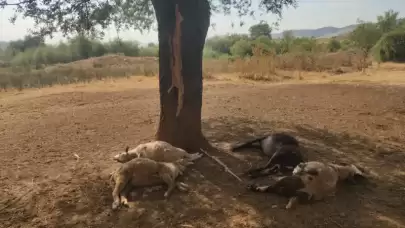 Bolu'da Yıldırım 5 Hayvanı Telef Etti!