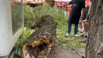 Bolu’da Yaya Yoluna Ağaç Düştü: 1 Yaralı