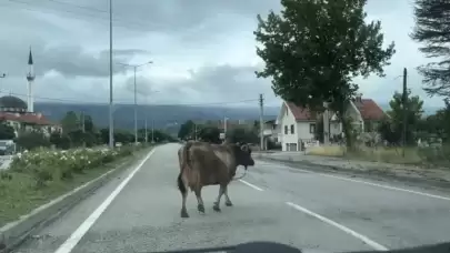 İnek Araçlara Aldırış Etmeden Trafiği Tehlikeye Soktu