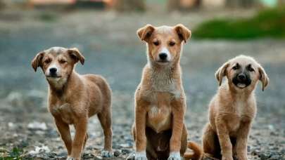 Başıboş Sokak Köpekleri İçin Yeni Düzenleme Meclis'te Kabul Edildi