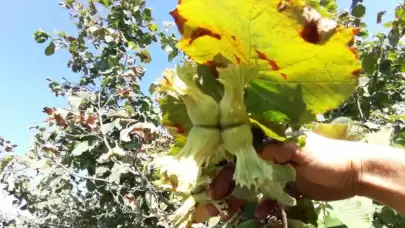 Bolu’da Fındıkta Hasat Zamanı