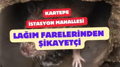 Kartepe Lağım Farelerinden Şikayet Ediyor!