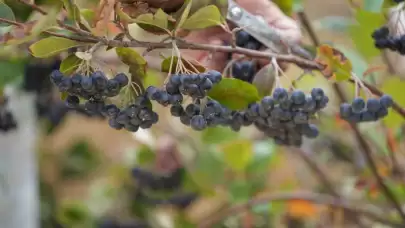 Dünyaca Ünlü Süper Meyve İlk Kez Hasat Edildi! Kilosu Tam 200 Lira Oldu