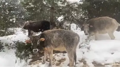 Büyükbaş hayvanlar karda otlanmaya devam ediyor