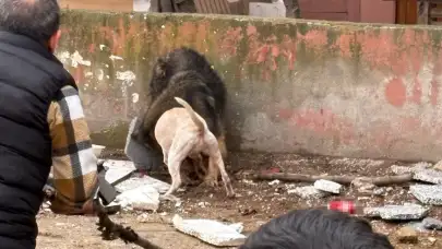 Kocaeli'de başıboş gezen pitbull köpeğe saldırıp parçalarına ayırdı