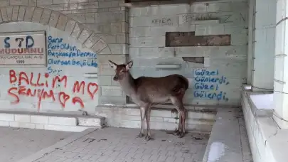 Doğaya bırakılan karaca tekrar geri döndü