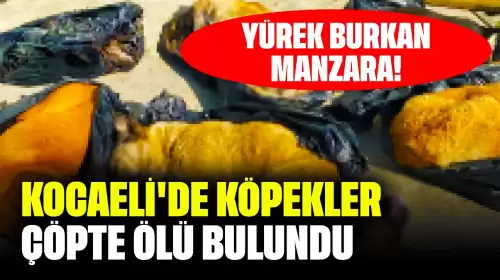 Yürek Burkan Manzara! Kocaeli'de Köpekler Çöpte Ölü Bulundu