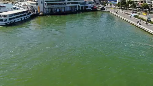 İzmir Körfezi'nde Endişe Veren Görüntü: Yeniden Binlerce Ölü Balık Tespit Edildi