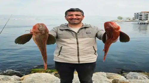 Kocaeli Kıyılarında Hobi Balıkçısının Şansı Yaver Gitti! 6.5 Kilogram Ağırlığında 2 Kırlangıç Balığı Yakaladı