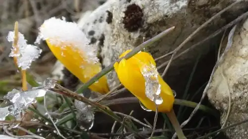 Bolu Abant'ta kışın ilkbahar etkileri görülmeye başlandı