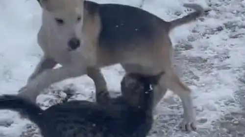 Düzce'de sokak kedisiyle köpeği birbirleriyle oynadı: O anlar telefon kamerasına yansıdı