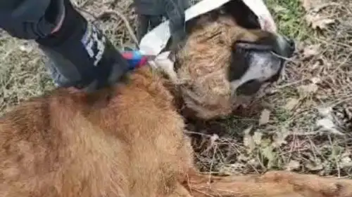 Bolu'da kafasına plastik bidon sıkışan köpek kurtarıldı