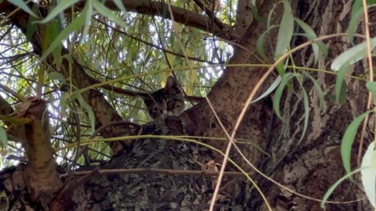 Yaramaz yavru kedi, 4 metre yüksekte mahsur kaldı 6