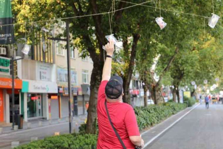 Ağaçlar pişmaniye açtı, görenler şaştı kaldı 3