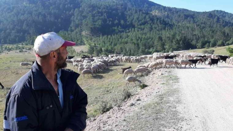 Bartın’dan çobanlık için Bolu’ya geldi 1