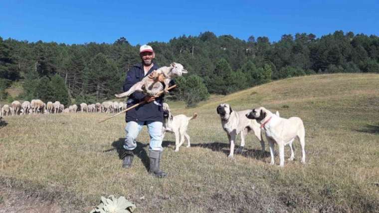 Bartın’dan çobanlık için Bolu’ya geldi 2