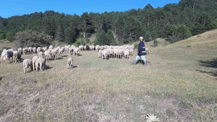 Bartın’dan çobanlık için Bolu’ya geldi 3