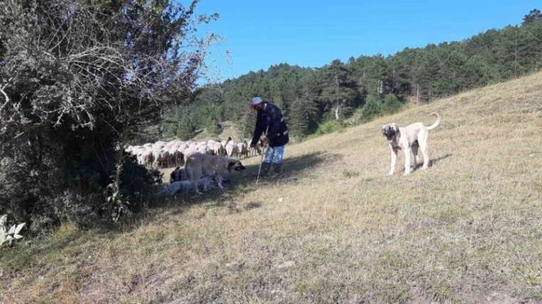 Bartın’dan çobanlık için Bolu’ya geldi 4