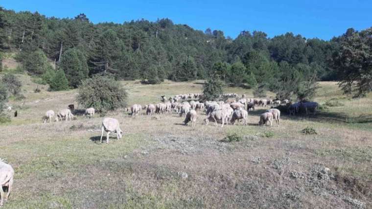 Bartın’dan çobanlık için Bolu’ya geldi 5