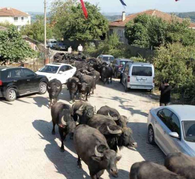 Kocaeli’de üreticilere damızlık manda boğası desteği 2