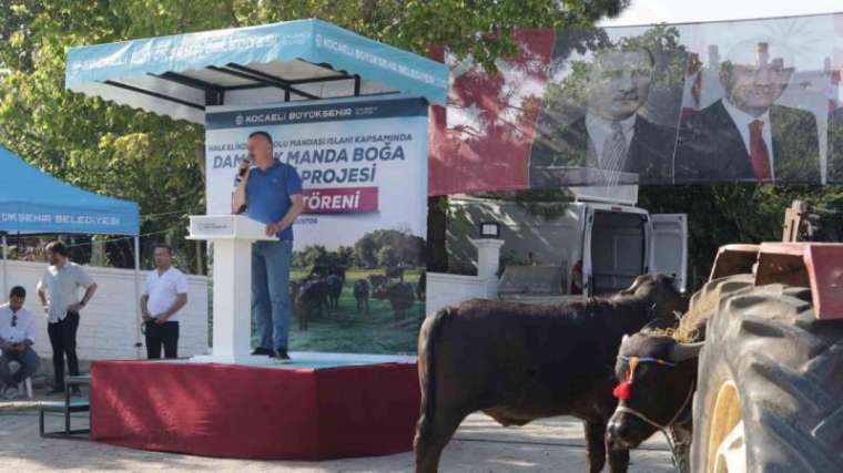 Kocaeli’de üreticilere damızlık manda boğası desteği 3