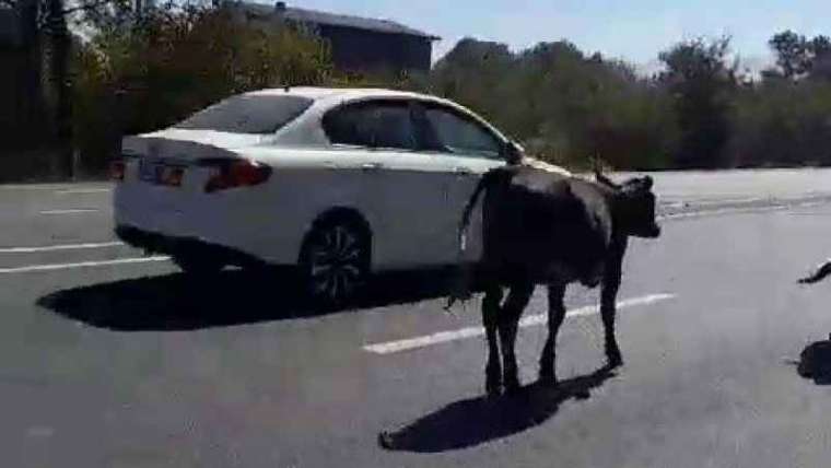 Düzce'de Büyükbaş hayvanlar sürücülere zor anlar yaşattı  3