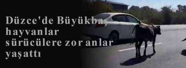 Düzce'de Büyükbaş hayvanlar sürücülere zor anlar yaşattı  4