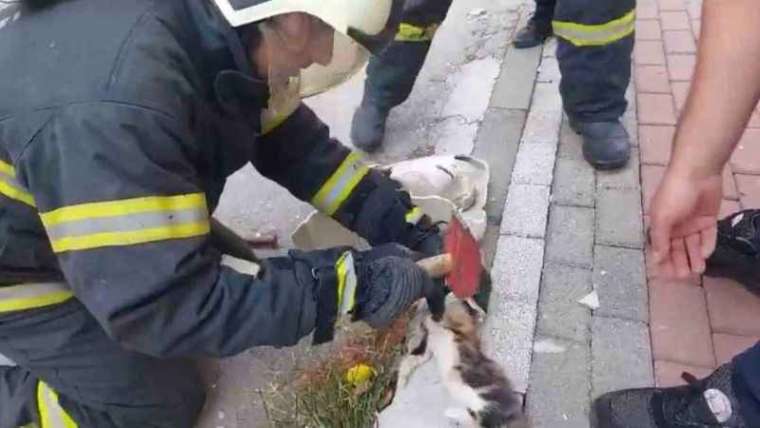 Kocaeli Haber; Sıkışan Kedi Kurtarıldı 2