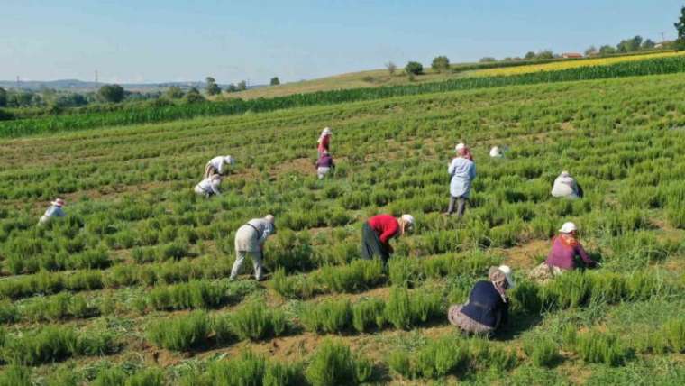 Kocaeli Haber: Tıbbi Bitkilerin Hasadı Başladı 1