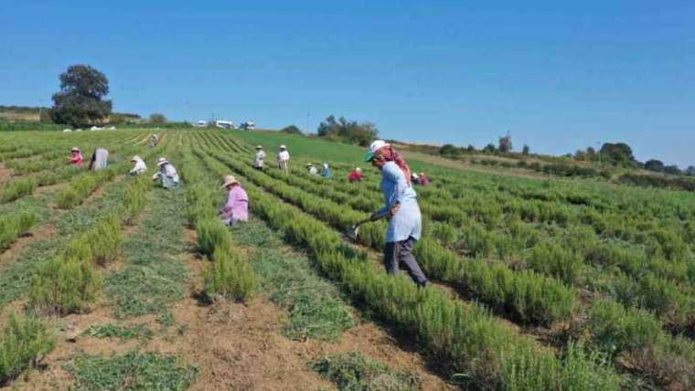 Kocaeli Haber: Tıbbi Bitkilerin Hasadı Başladı 5