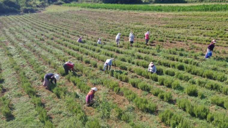 Kocaeli Haber: Tıbbi Bitkilerin Hasadı Başladı 4