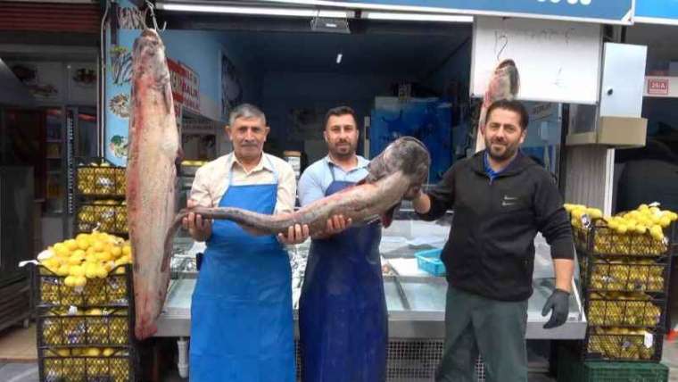 Düzce Haberi: Yayın Balıkları Tezgahın Gözdesi Oldu 2