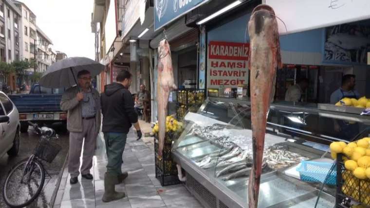 Düzce Haberi: Yayın Balıkları Tezgahın Gözdesi Oldu 4