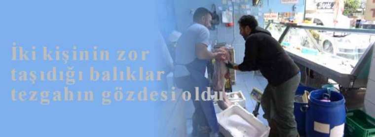 Düzce Haberi: Yayın Balıkları Tezgahın Gözdesi Oldu 7