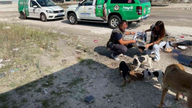 Düzce Haber: Sokak Hayvanlarını Beslediler 2