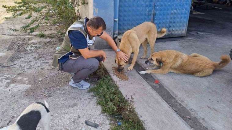 Düzce Haber: Sokak Hayvanlarını Beslediler 3