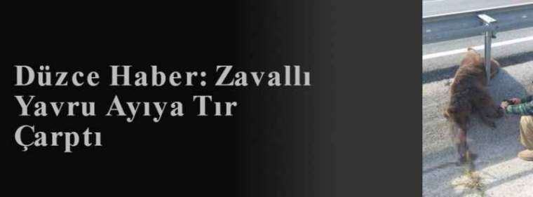 Düzce Haber: Zavallı Yavru Ayıya Tır Çarptı  2