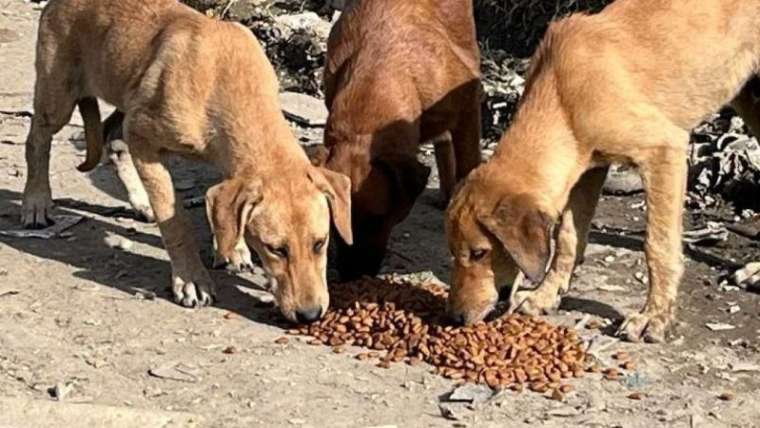 Sokaktaki Dostlarımıza Mama Dağıttılar  3