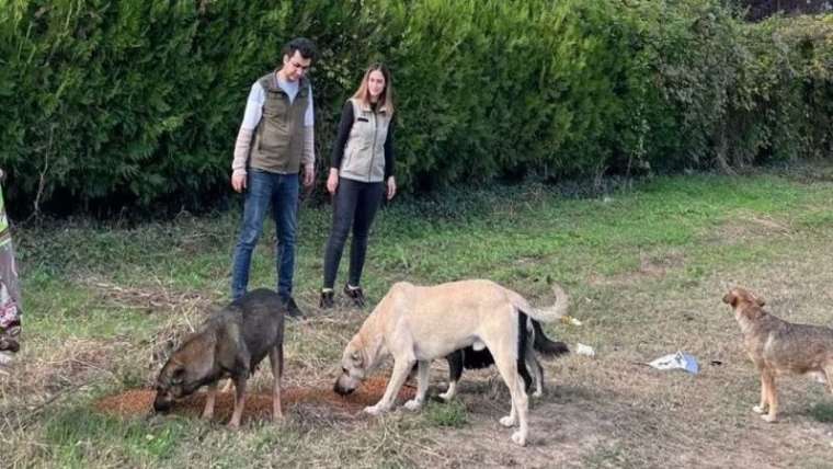 Sokaktaki Dostlarımıza Mama Dağıttılar  2