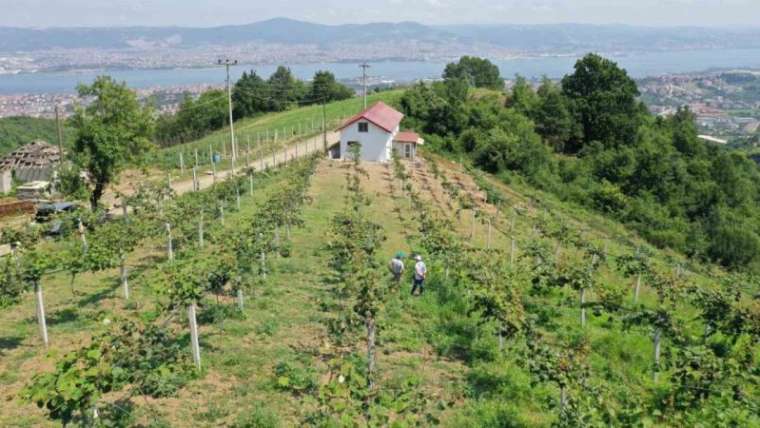 Üreticilere Yüzde 50 Hibeli Meyve Fidanı Desteği 2