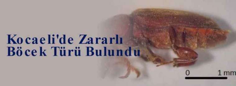 Kocaeli'de Zararlı Böcek Türü Bulundu 4