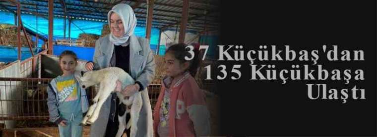 37 Küçükbaş'dan 135 Küçükbaşa Ulaştı 4