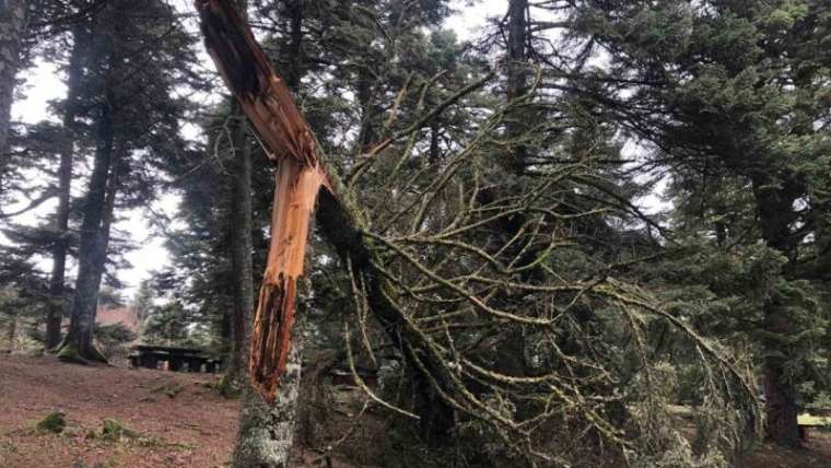  Gölcük Tabiat Parkı Lodostan Etkilendi 1